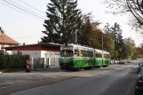 Graz Straßenbahnlinie 7 mit Gelenkwagen 584 auf Burenstraße (2008)