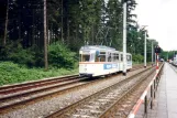 Rostock Straßenbahnlinie 11 mit Gelenkwagen 720nah Zoo (1993)