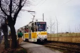 Schöneiche bei Berlin Straßenbahnlinie 88 mit Gelenkwagen 21 am Alt Rüdersdorf (1994)