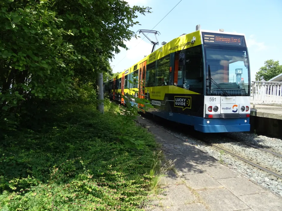 Bielefeld Straßenbahnlinie 3 mit Gelenkwagen 591 am Babenhausen Süd (2024)