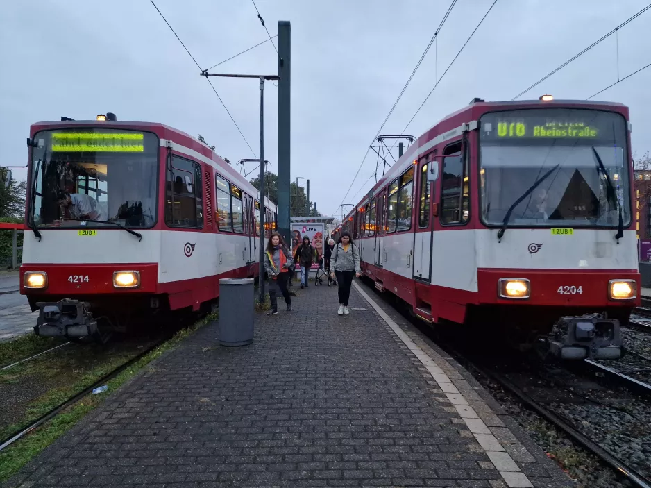 Düsseldorf Gelenkwagen 4214 am Lörick (2023)